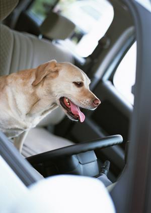 FJクルーザーを自分好みにカスタム